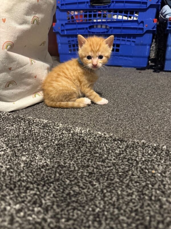 British Shorthair kittens for sale in Newport-on-Tay, Fife – 4 weeks old - Image 3 of 3