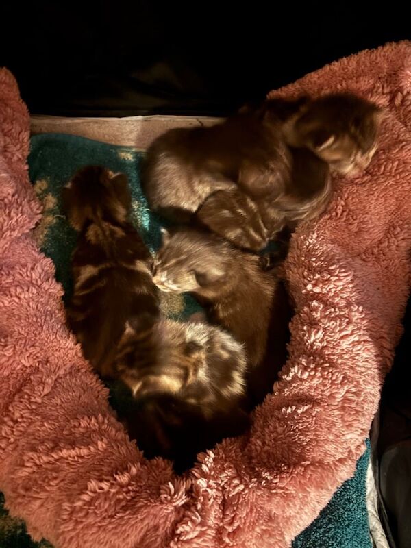 British Shorthair kittens for sale in Hullbridge, Essex – 2 weeks old