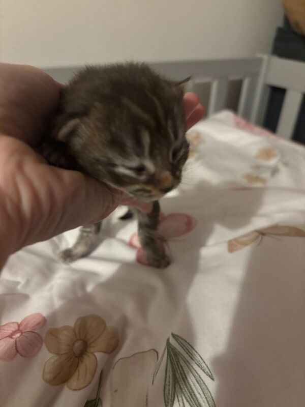Kittens looking for there forever home! Stunning colours like baby tigers - Image 2 of 5