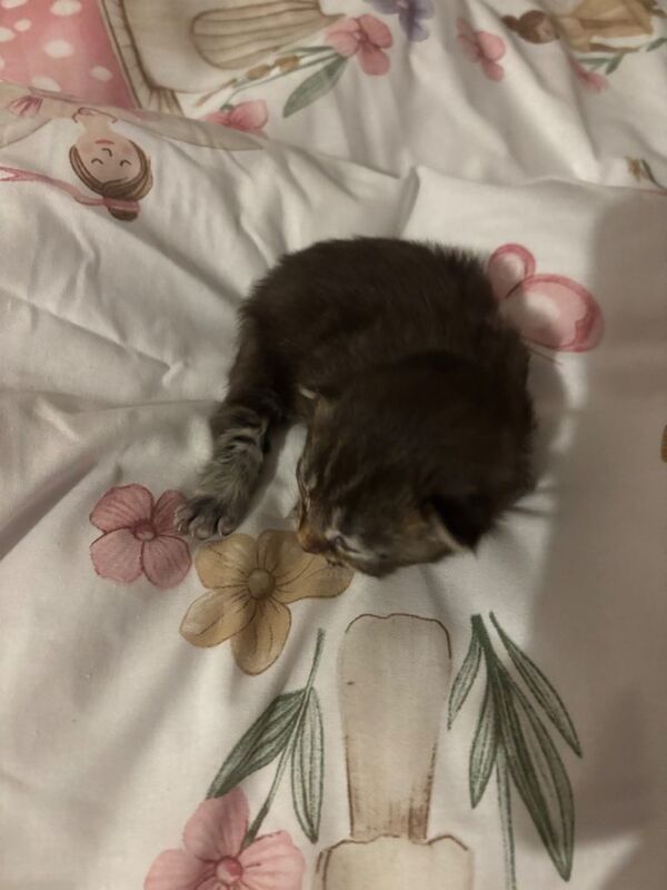 Kittens looking for there forever home! Stunning colours like baby tigers - Image 3 of 5