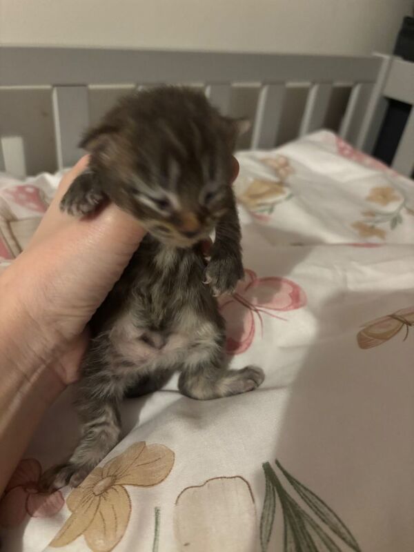 Kittens looking for there forever home! Stunning colours like baby tigers - Image 4 of 5