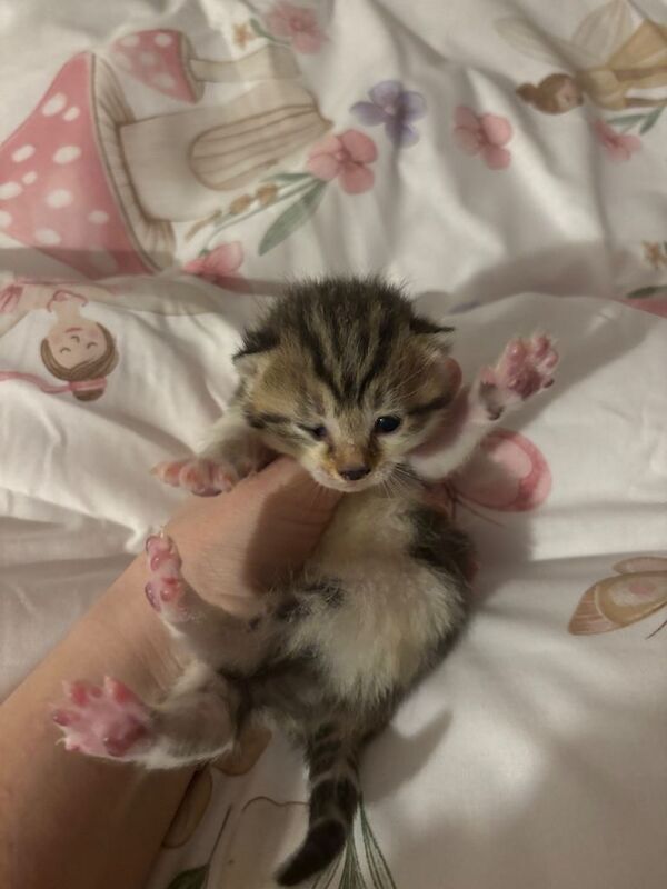 Kittens looking for there forever home! Stunning colours like baby tigers - Image 5 of 5