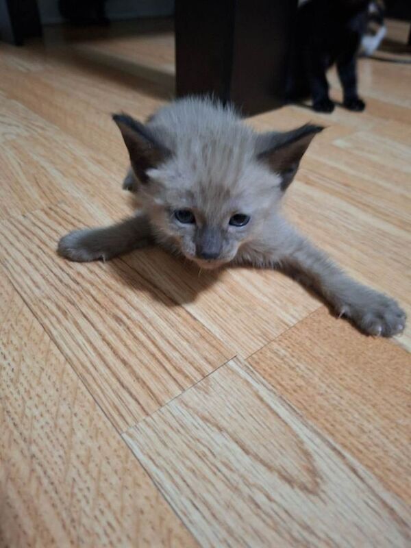 Kittens looking new home.