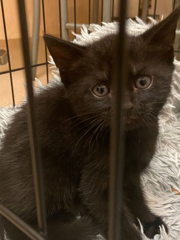 British Shorthair kittens for sale in Brentford, Greater London – 8 weeks old - Image 2 of 3