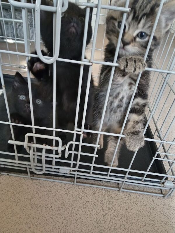 British Shorthair kittens for sale in Brentford, Greater London – 8 weeks old - Image 3 of 3