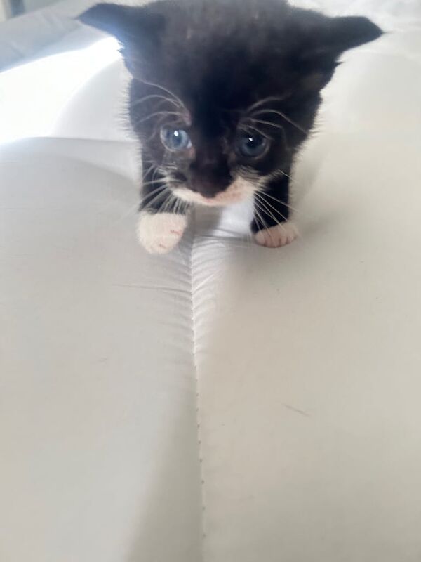 British Shorthair kittens for sale in Brentford, Greater London – 9 months old - Image 2 of 2