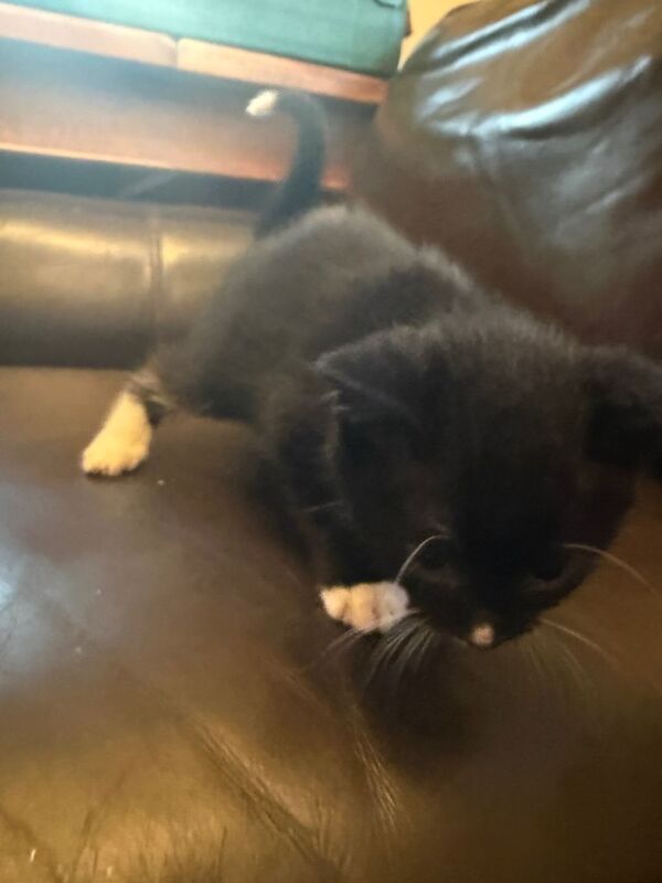 Kittens need a loving home