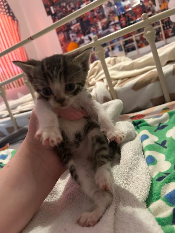British Shorthair kittens for sale in Lutterworth, Leicestershire – 9 weeks old - Image 2 of 3