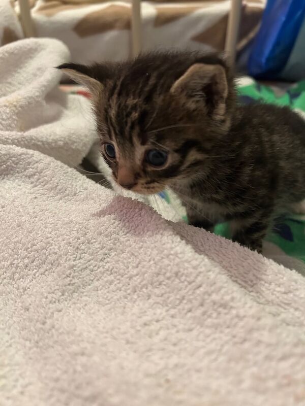 British Shorthair kittens for sale in Lutterworth, Leicestershire – 9 weeks old - Image 3 of 3