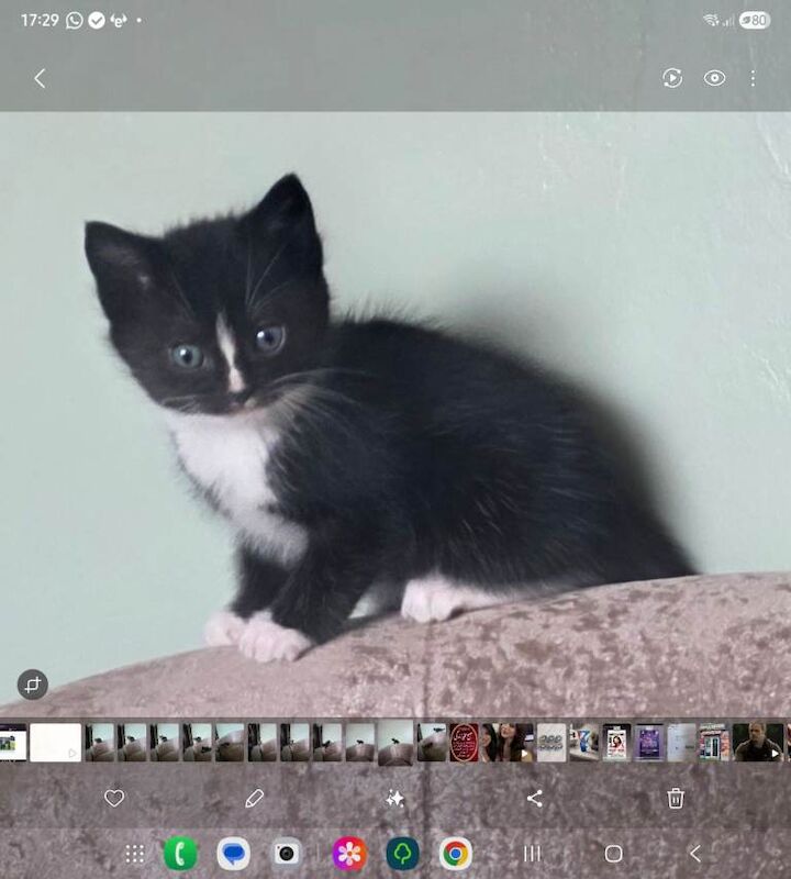 Kittens needing homes - Image 2 of 6