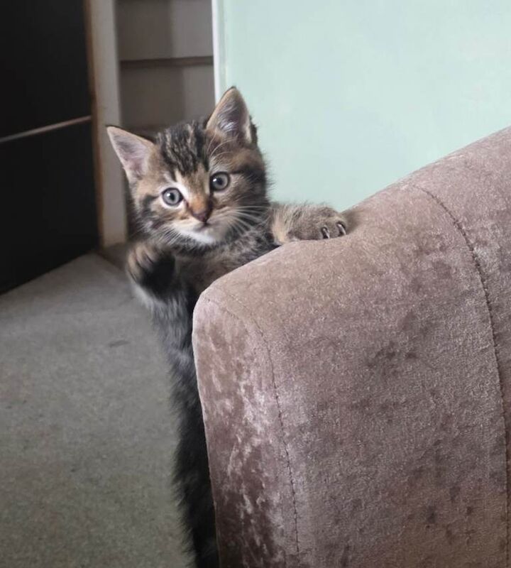 Kittens needing homes - Image 3 of 6