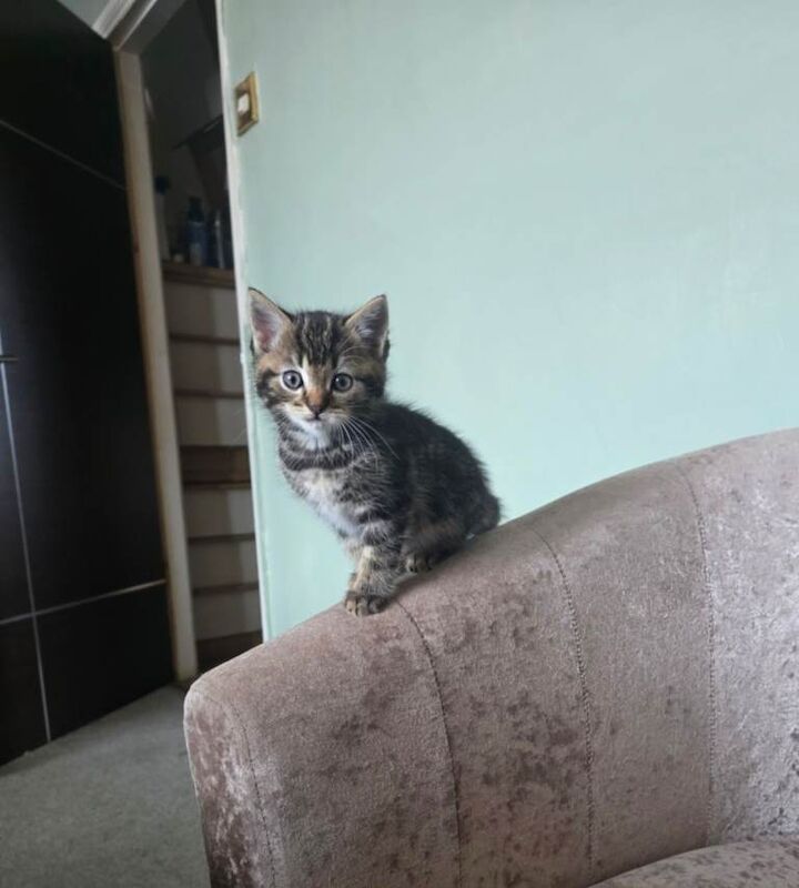 Kittens needing homes - Image 4 of 6
