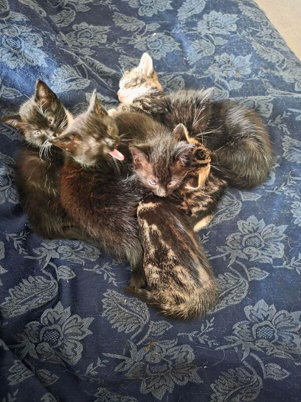 Kittens needing homes - Image 5 of 6