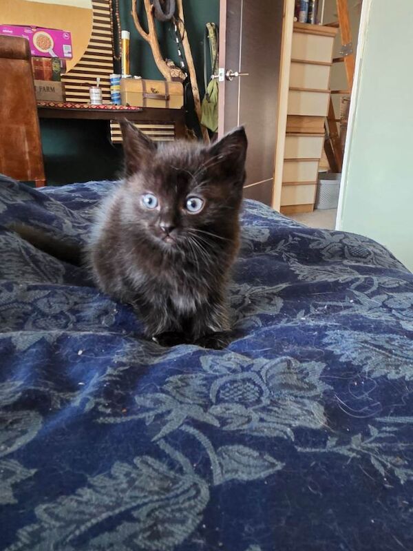 Kittens needing homes - Image 6 of 6