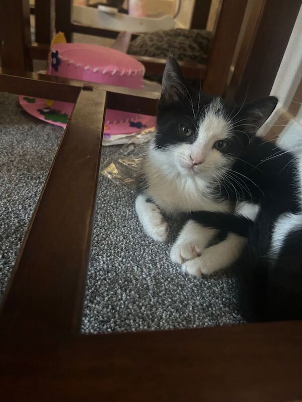 Kittens needs loving home