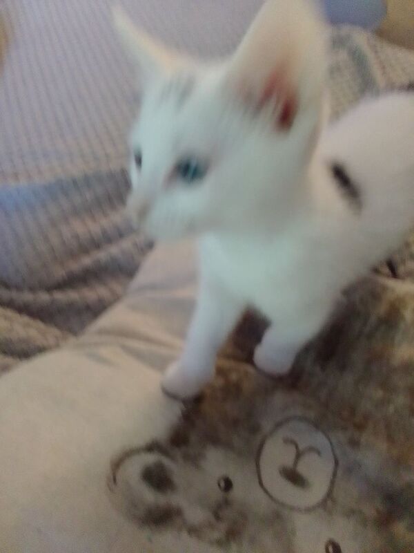 Kittens price from 60 to 100. for sale in Bradford, West Yorkshire