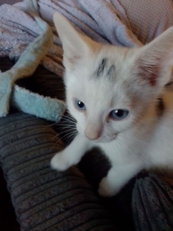Kittens price from 60 to 100. for sale in Bradford, West Yorkshire | Image 2