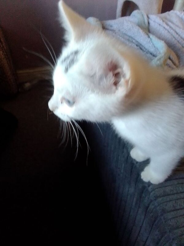 Kittens price from 60 to 100. for sale in Bradford, West Yorkshire | Image 3