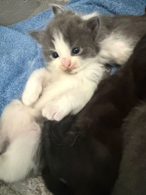 British Shorthair Kittens For Sale Under £300