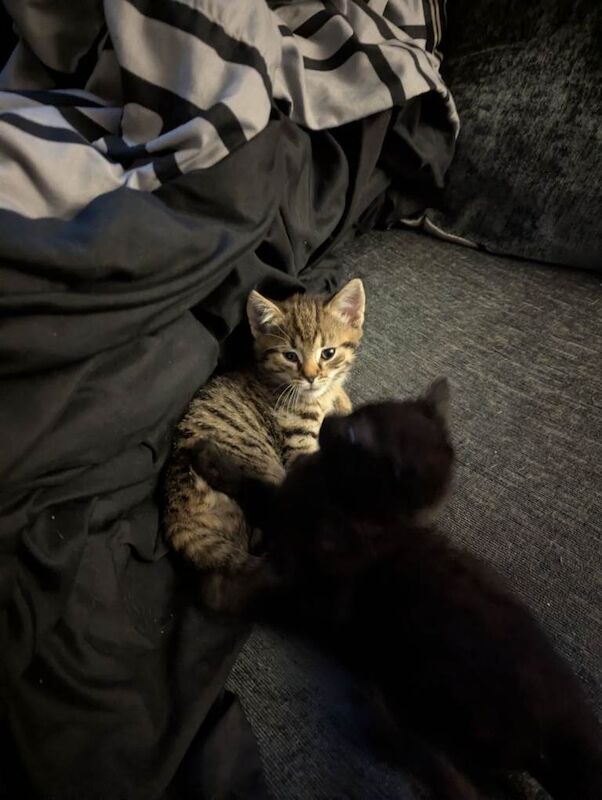 Kittens Ready