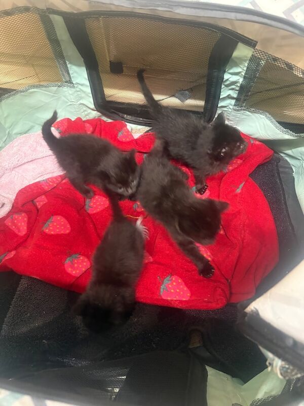 British Shorthair kittens for sale in Strathaven, Lanarkshire – 8 weeks old - Image 3 of 4