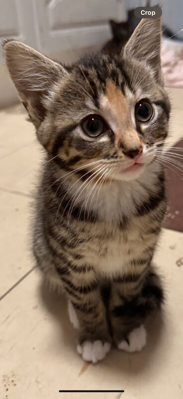 British Shorthair kittens for sale in Kennington, Kent – 9 weeks old