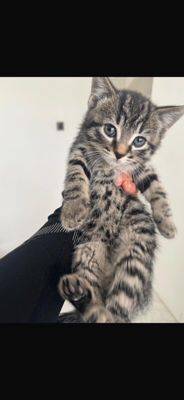 British Shorthair kittens for sale in Forest Hill, Greater London – 8 weeks old