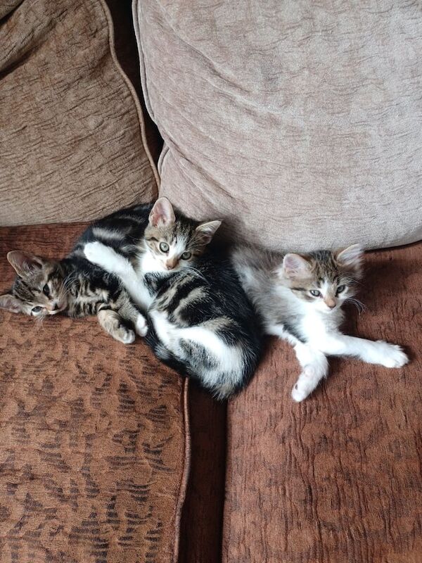 British Shorthair kittens for sale in Highgate, West Midlands – 9 weeks old