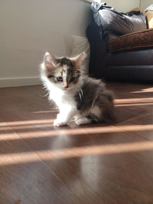 British Shorthair kittens for sale in Highgate, West Midlands – 9 weeks old - Image 2 of 3