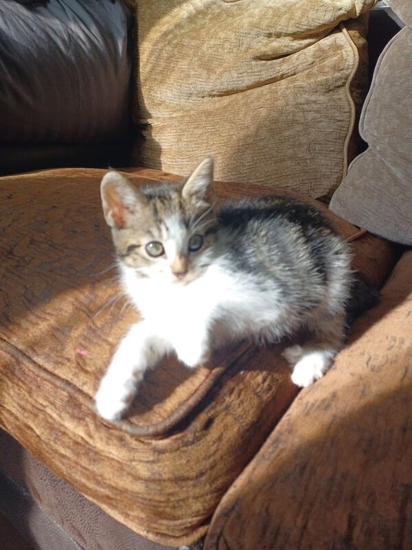 British Shorthair kittens for sale in Highgate, West Midlands – 9 weeks old - Image 3 of 3