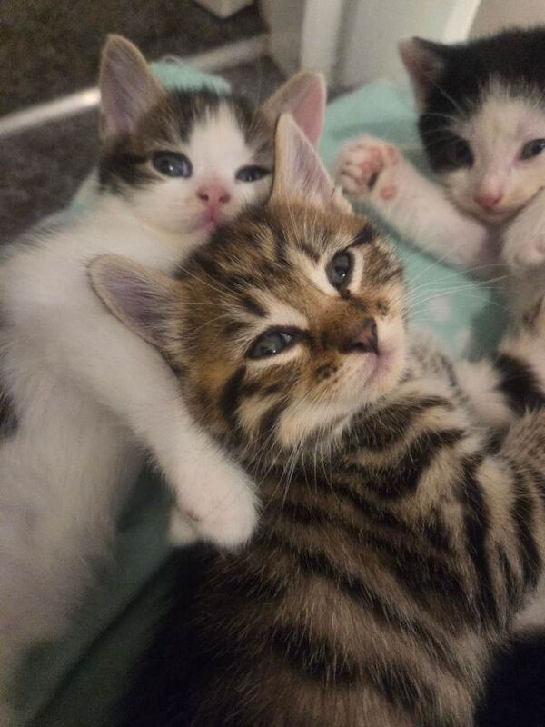 Kittens ready for new homes