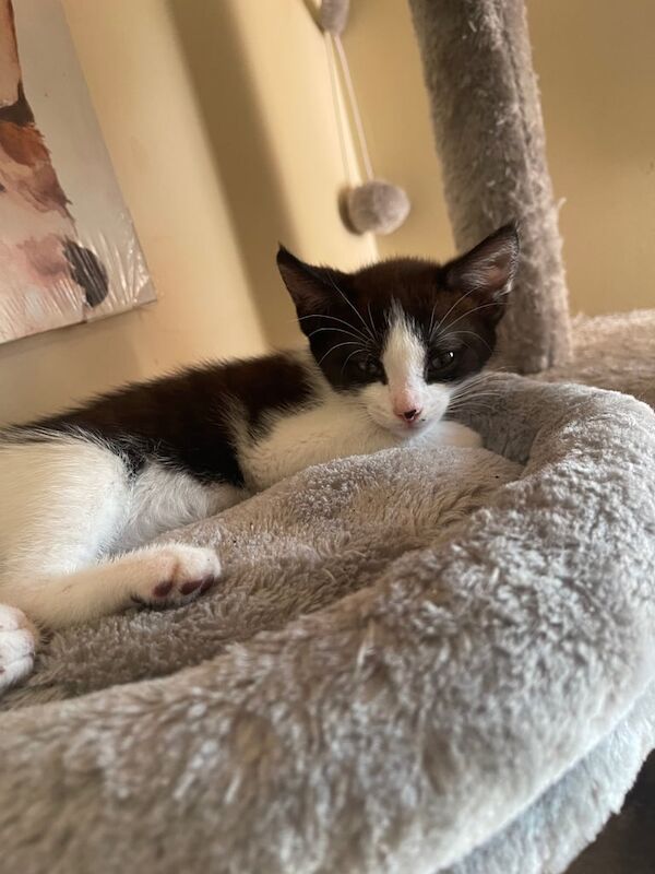 British Shorthair kittens for sale in Plymouth, Devon – 8 weeks old