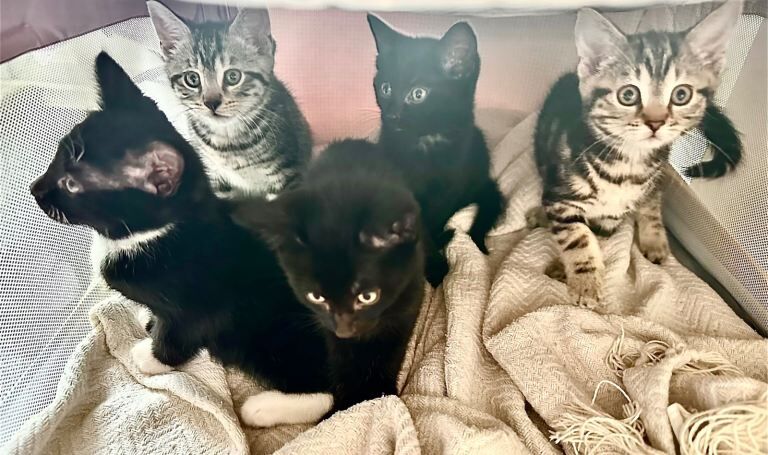 British Shorthair Kittens For Sale Under £300