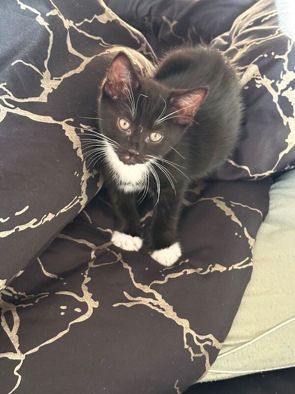 Kittens ready for their new family - Image 2 of 5