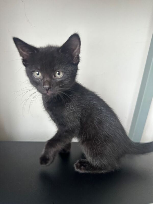 Kittens ready for their new family - Image 3 of 5