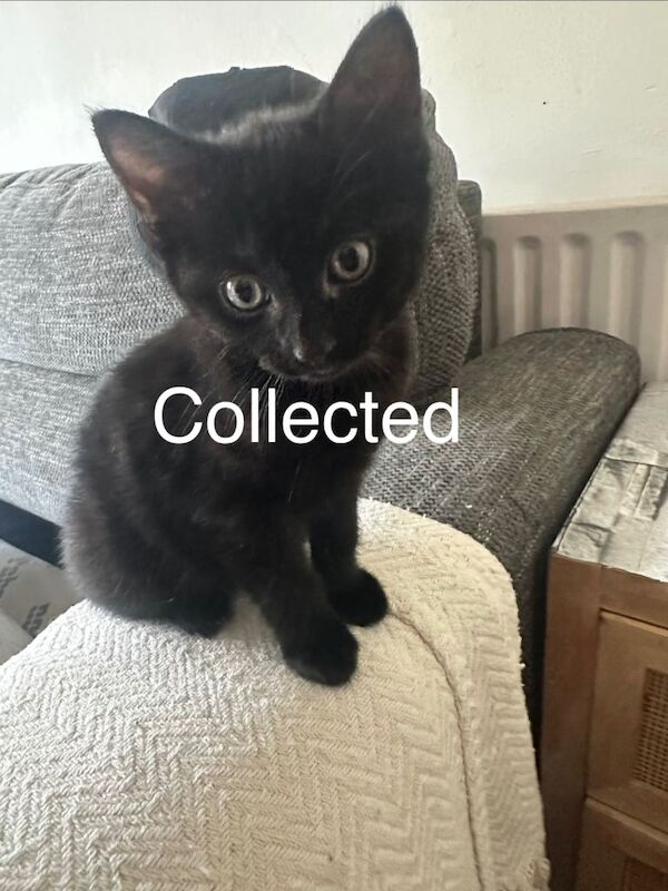 Kittens ready for their new family - Image 4 of 5