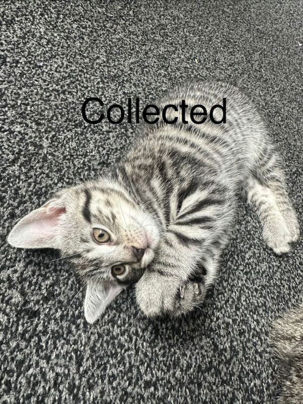 Kittens ready for their new family - Image 5 of 5