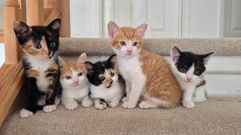 Kittens ready for thier forever homes for sale in Ipswich, Suffolk