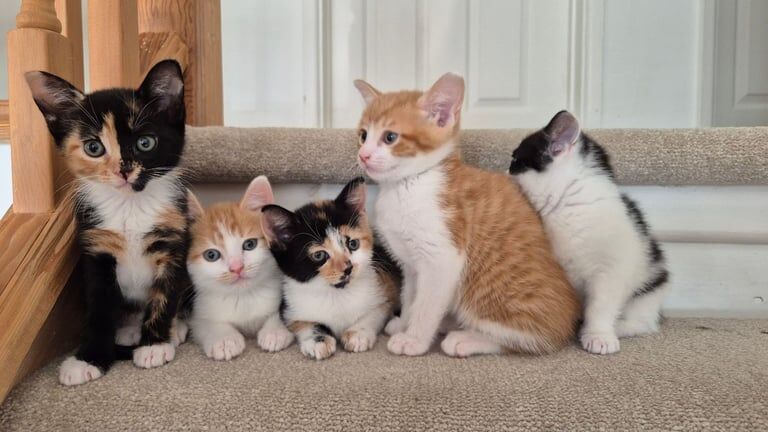 Kittens ready for thier forever homes for sale in Ipswich, Suffolk - Image 2