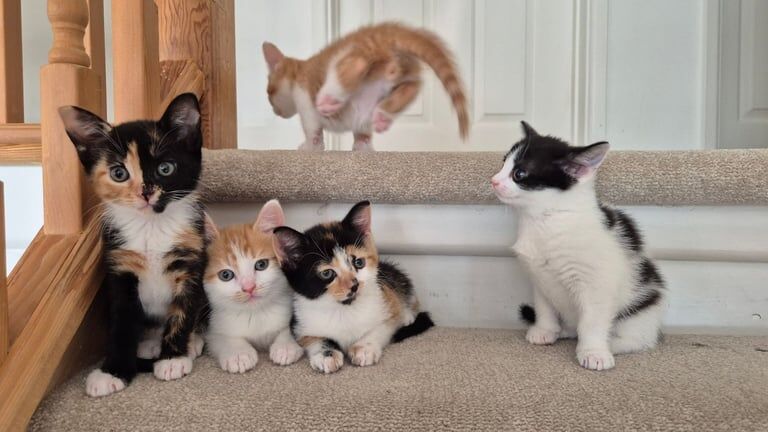 Kittens ready for thier forever homes for sale in Ipswich, Suffolk | Image 3