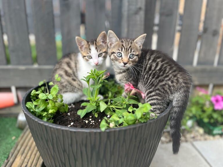 Kittens ready now for sale in Dewsbury, West Yorkshire