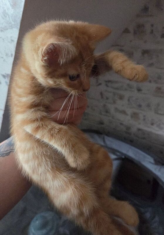 Kittens ready now for sale in Worthing, West Sussex | Image 2