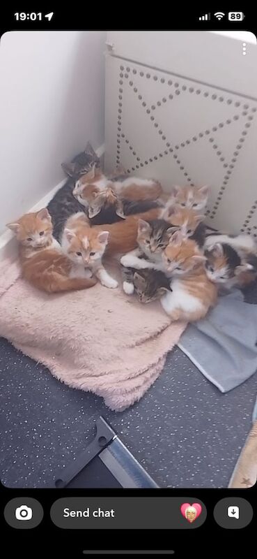 Kittens ready now for sale in Kelso, Roxburgh, Ettrick and Lauderdale