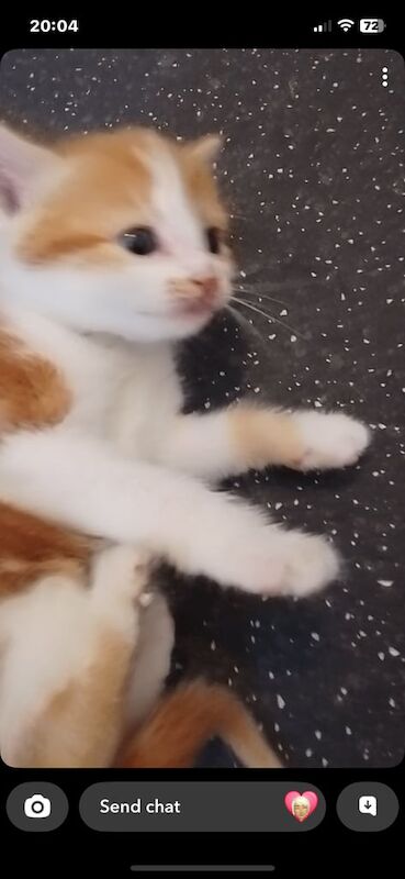 Kittens ready now for sale in Kelso, Roxburgh, Ettrick and Lauderdale | Image 2