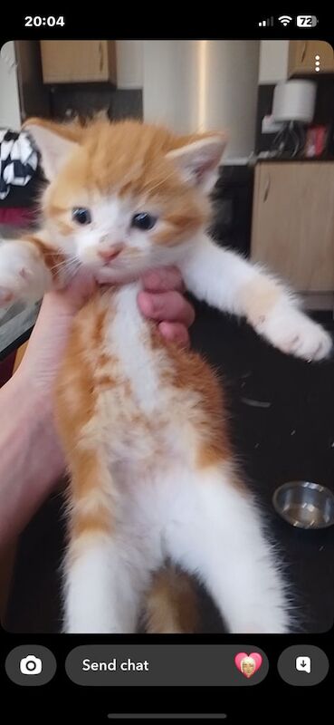Kittens ready now for sale in Kelso, Roxburgh, Ettrick and Lauderdale | Image 3