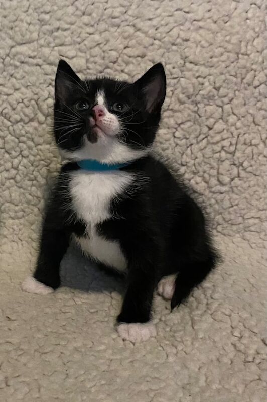 British Shorthair kittens for sale in Grangemouth, Stirling and Falkirk – 8 weeks old