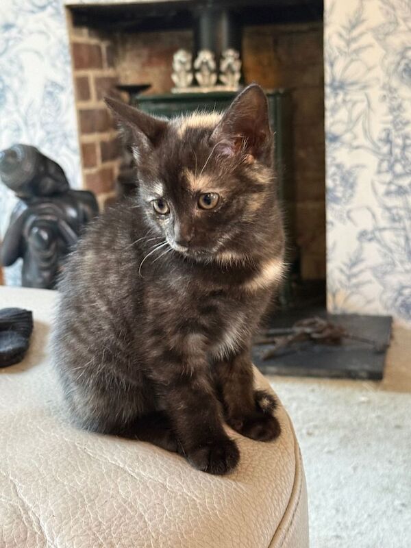 Kittens READY NOW!! - Image 2 of 4