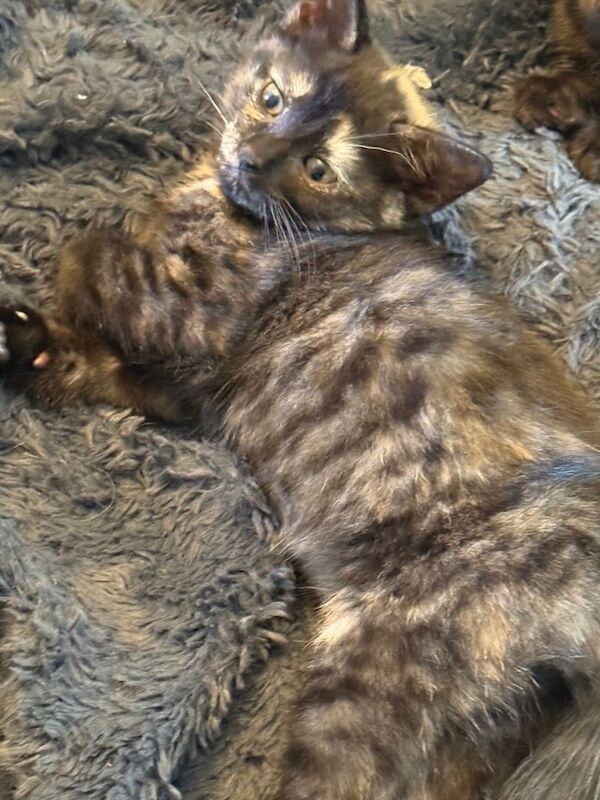 Kittens READY NOW!! - Image 3 of 4