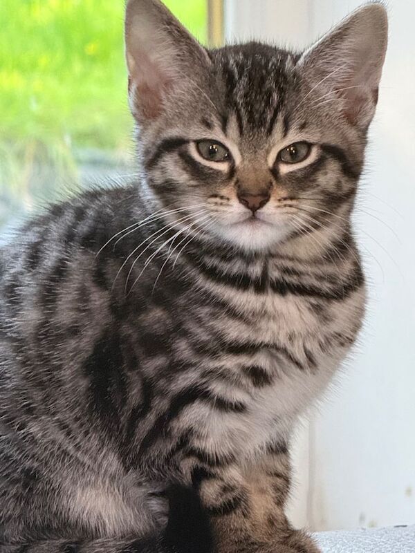 Kittens READY NOW!! - Image 4 of 4