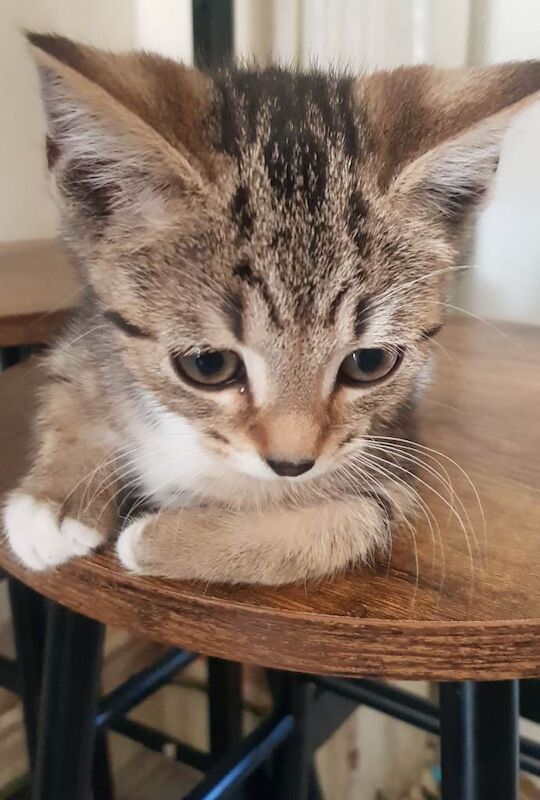 Kittens - ready now